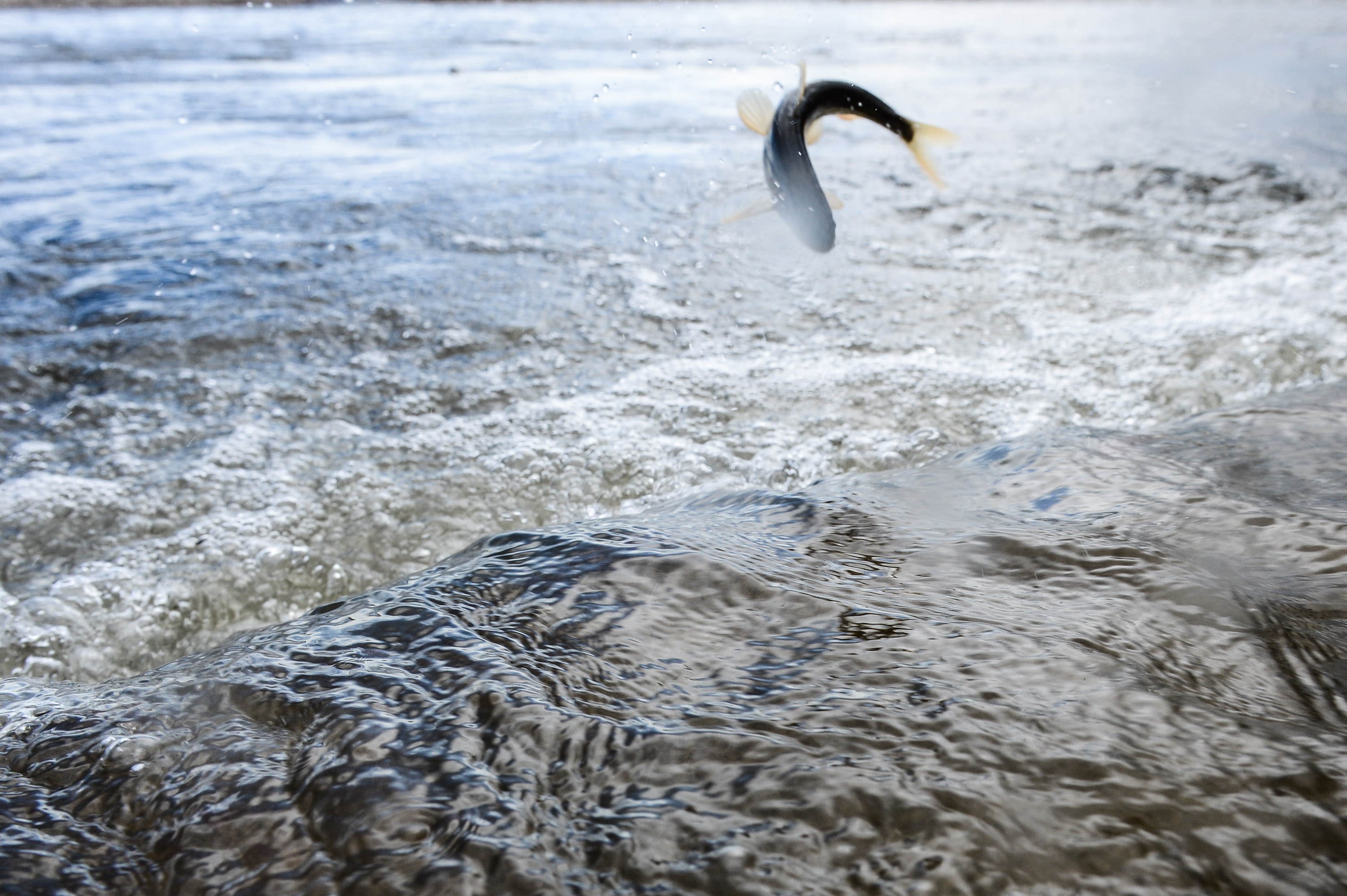 碧波退盡,魚困淺灘折来堪下冻醪杯打一准确生肖,警惕虚假宣传、全面解答、统计解答解释落实 碧波退盡,魚困淺灘折来堪下冻醪杯打一准确生肖,警惕虚假宣传、全面解答、统计解答解释落实