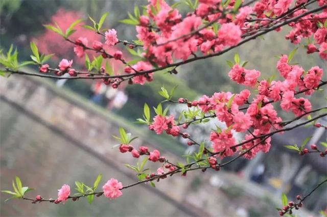 洞在清溪何处边百花争艳春常在是什么生肖详细解答、深度解答解释落实 洞在清溪何处边百花争艳春常在是什么生肖详细解答、深度解答解释落实