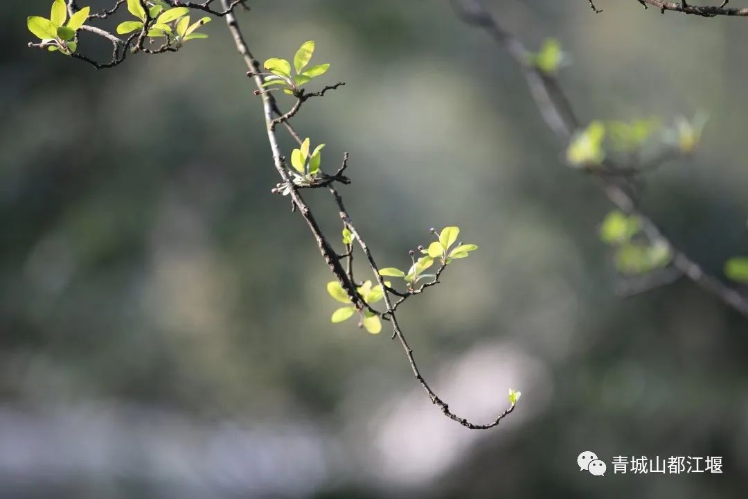 山野春色如冬日打一准确生肖请全面释义、解释与落实、全面解答解释落实