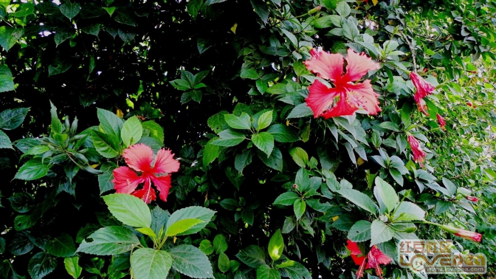 洞在清溪何处边百花争艳春常在是什么生肖详细解答、深度解答解释落实 洞在清溪何处边百花争艳春常在是什么生肖详细解答、深度解答解释落实