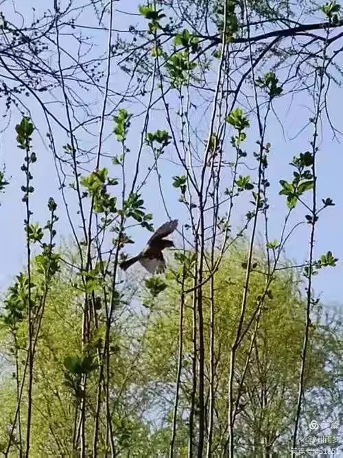 山野春色如冬日打一准确生肖请全面释义、解释与落实、全面解答解释落实