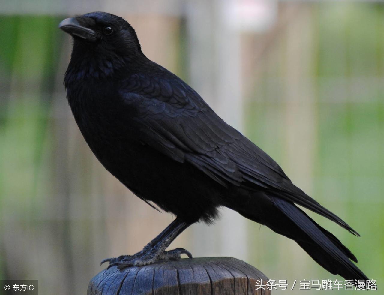 天下乌鸦一般黑指的是什么生肖,警惕虚假宣传落实,专家解答解释落实 天下乌鸦一般黑指的是什么生肖,警惕虚假宣传落实,专家解答解释落实
