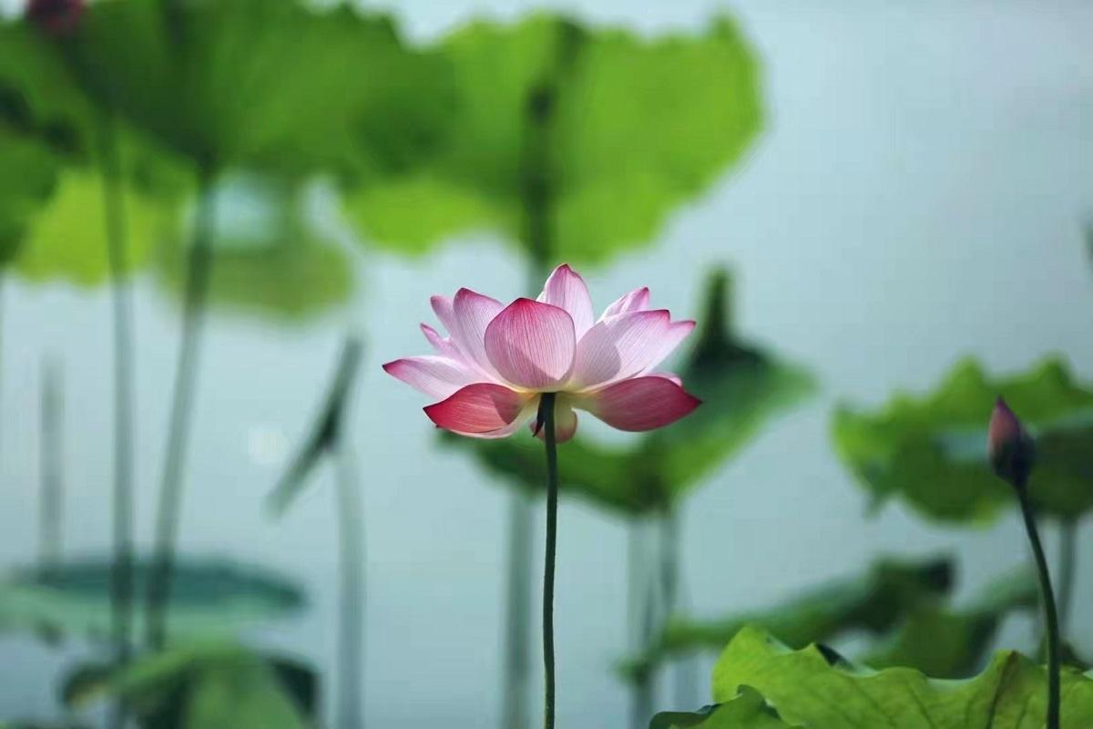 洞在清溪何处边百花争艳春常在是什么生肖的全面释义、解释与落实、实时解答解释落实