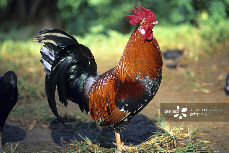 今期牛鸡虎出特,有万项云山野景打一准确生肖,警惕虚假宣传,综合解答解释落实 今期牛鸡虎出特,有万项云山野景打一准确生肖,警惕虚假宣传,综合解答解释落实