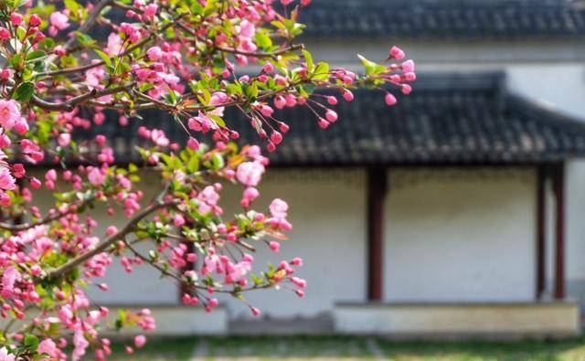 洞在清溪何处边百花争艳春常在是什么生肖详细解答、深度解答解释落实 洞在清溪何处边百花争艳春常在是什么生肖详细解答、深度解答解释落实