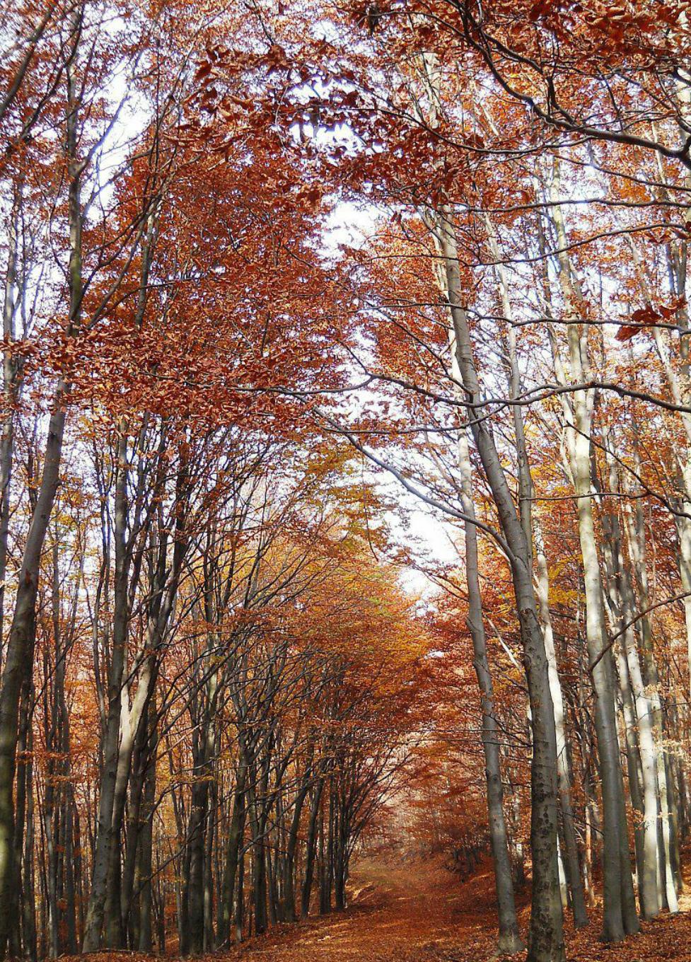 八月秋高天氣爽 行船人的叫八歸打一准确生肖,详细解答、深度解答解释落实 八月秋高天氣爽 行船人的叫八歸打一准确生肖,详细解答、深度解答解释落实