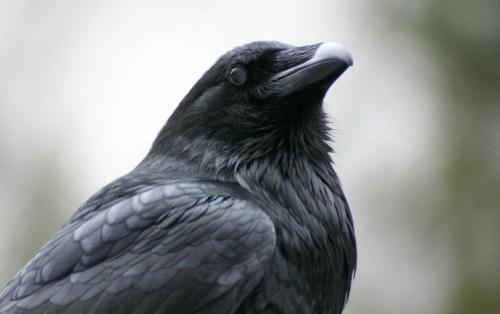 天下乌鸦一般黑指的是什么生肖,警惕虚假宣传落实,专家解答解释落实 天下乌鸦一般黑指的是什么生肖,警惕虚假宣传落实,专家解答解释落实