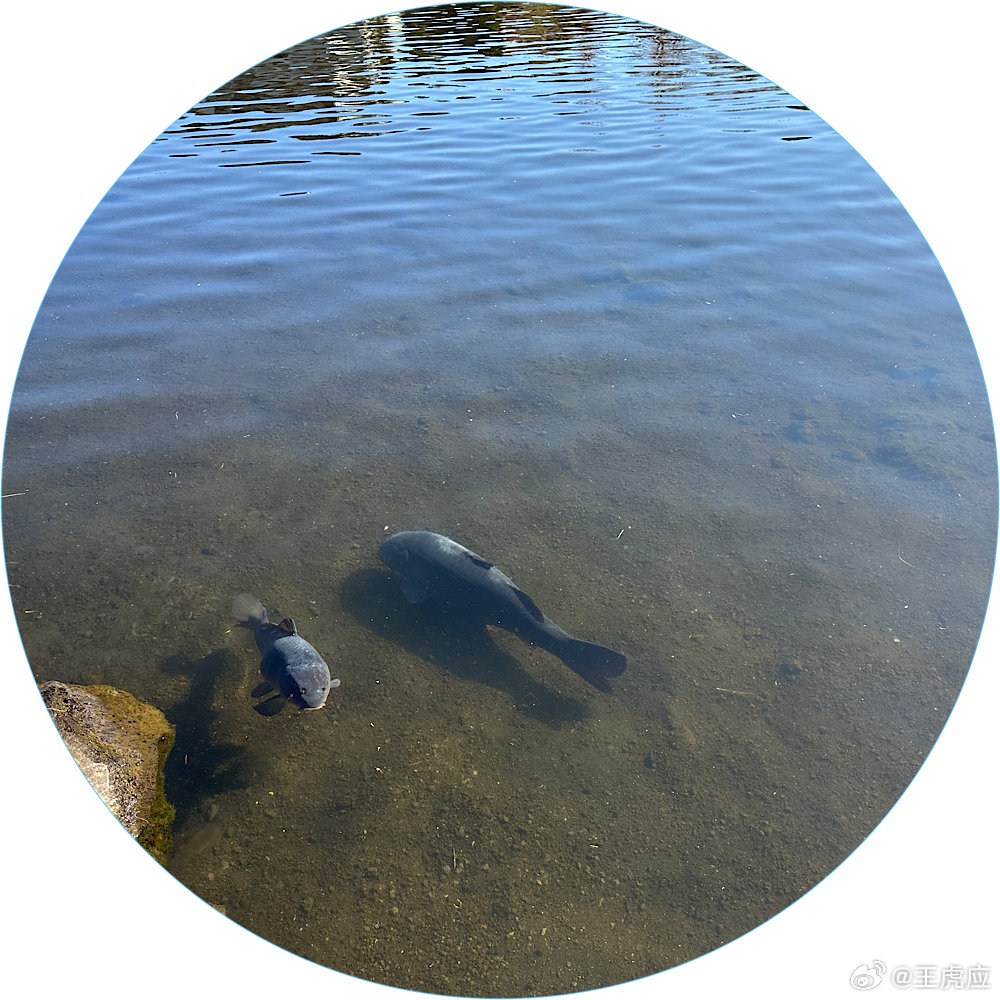 碧波退盡,魚困淺灘折来堪下冻醪杯打一准确生肖,警惕虚假宣传、全面解答、统计解答解释落实 碧波退盡,魚困淺灘折来堪下冻醪杯打一准确生肖,警惕虚假宣传、全面解答、统计解答解释落实