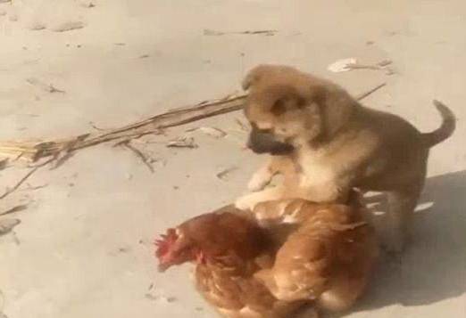 今期牛鸡虎出特,有万项云山野景打一准确生肖,警惕虚假宣传,综合解答解释落实 今期牛鸡虎出特,有万项云山野景打一准确生肖,警惕虚假宣传,综合解答解释落实